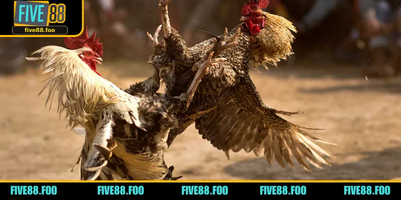 Biết rõ những thành tích thi đấu của chiến kế sẽ tham gia thi đấu